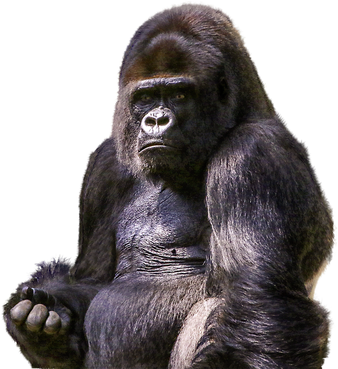 Gorilla Transparent PNG Image