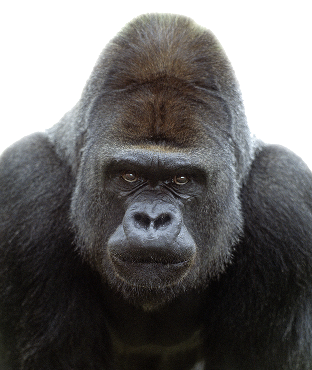 Gorilla Transparent PNG Image