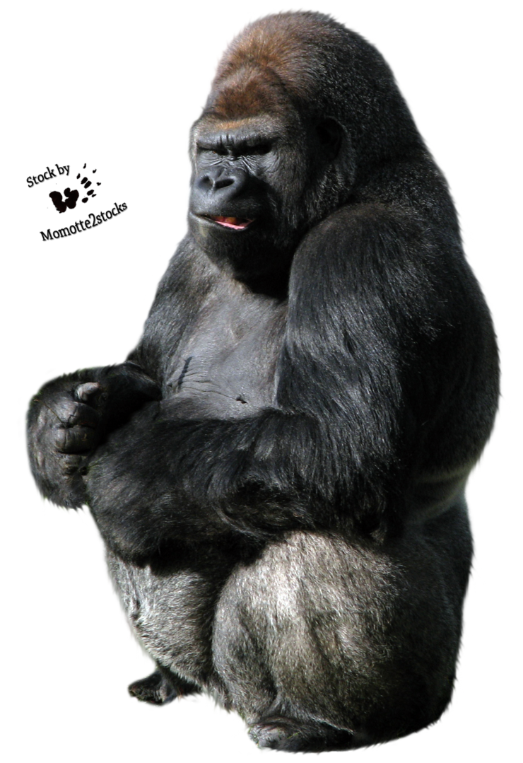 Gorilla Transparent PNG Image