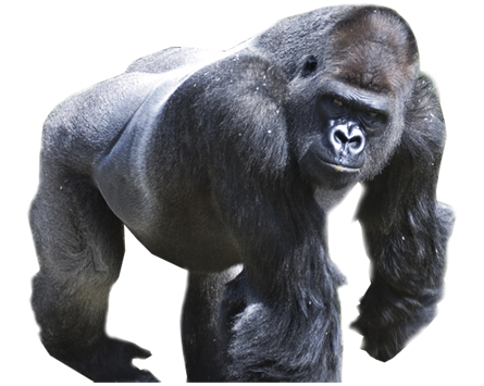 Gorilla Transparent PNG Image