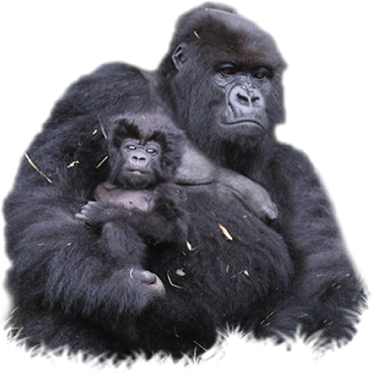 Gorilla Transparent PNG Image