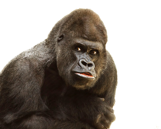 Gorilla File Transparent PNG Image