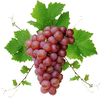 Grape Transparent PNG Image