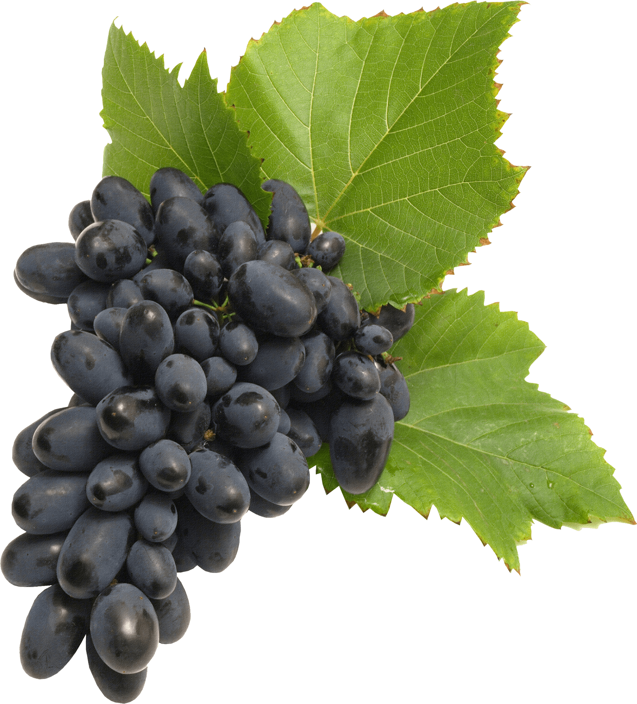 Grape Transparent PNG Image