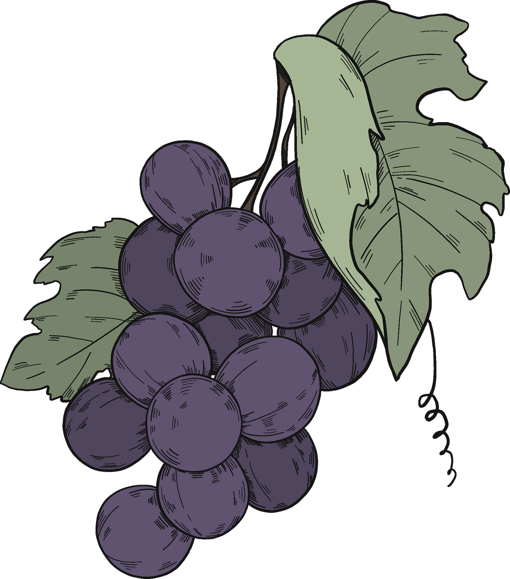 Black Grapes Transparent PNG Image