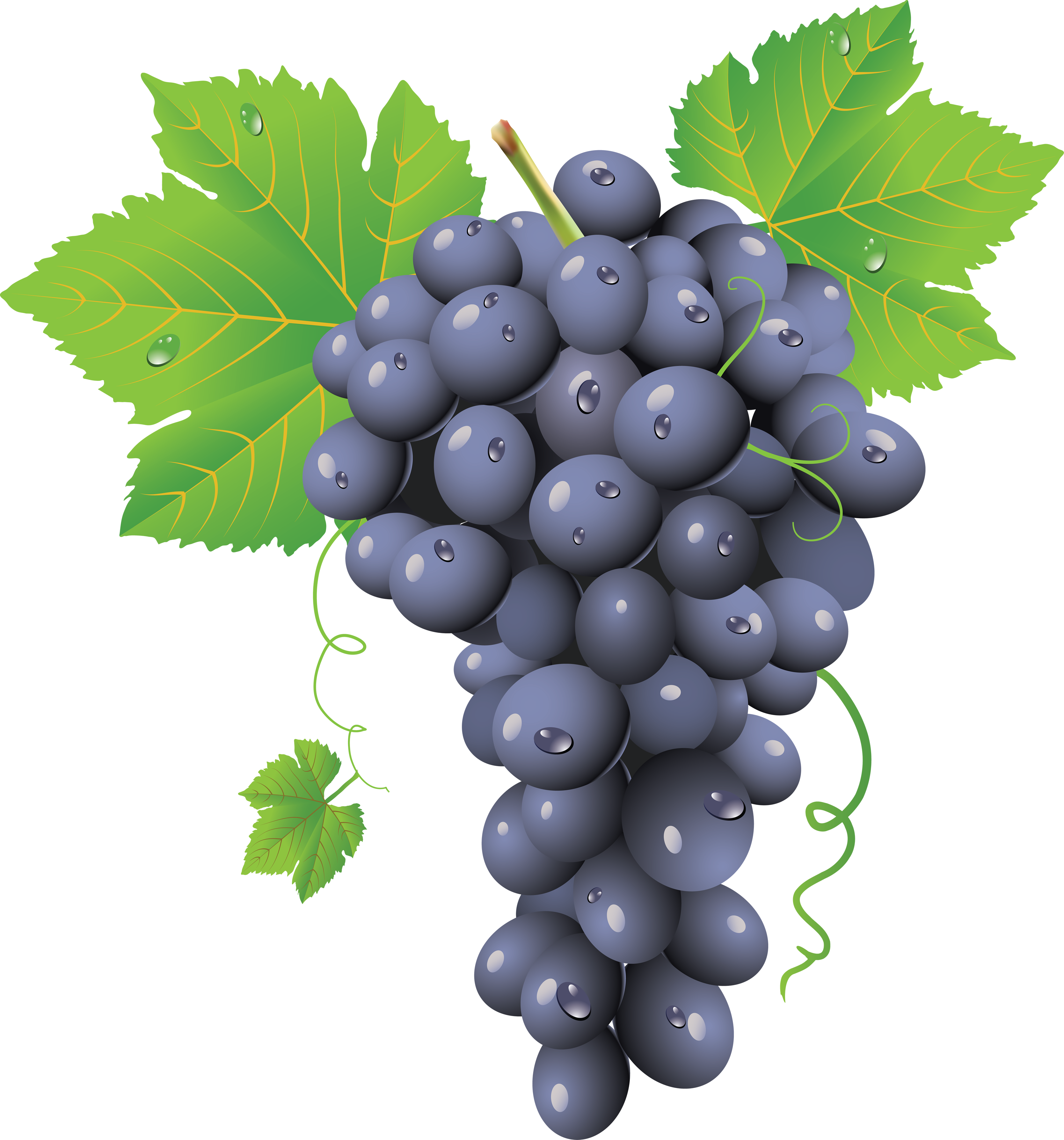Vector Black Grapes Transparent PNG Image