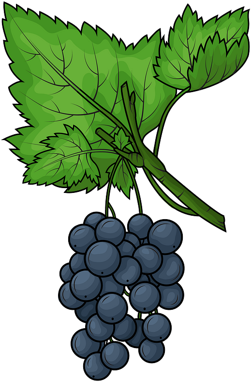 Black Grapes Transparent PNG Image