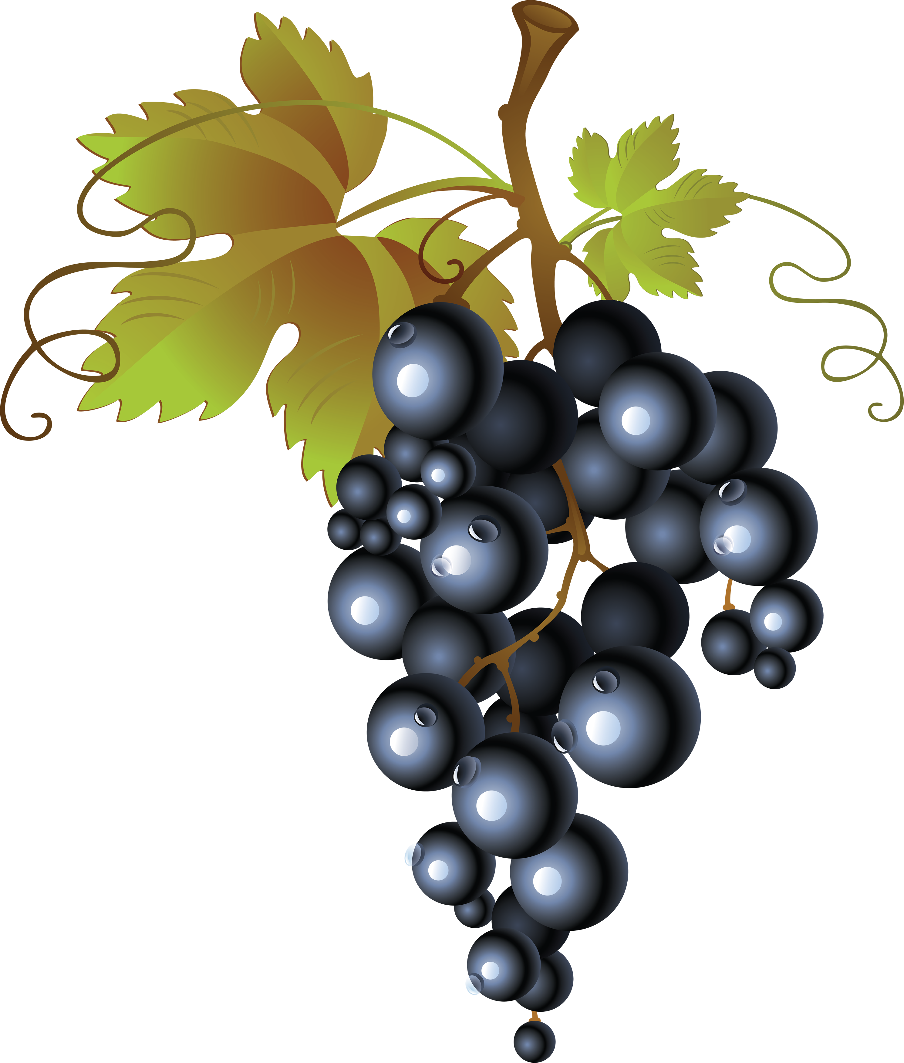 Fresh Black Grapes Transparent PNG Image