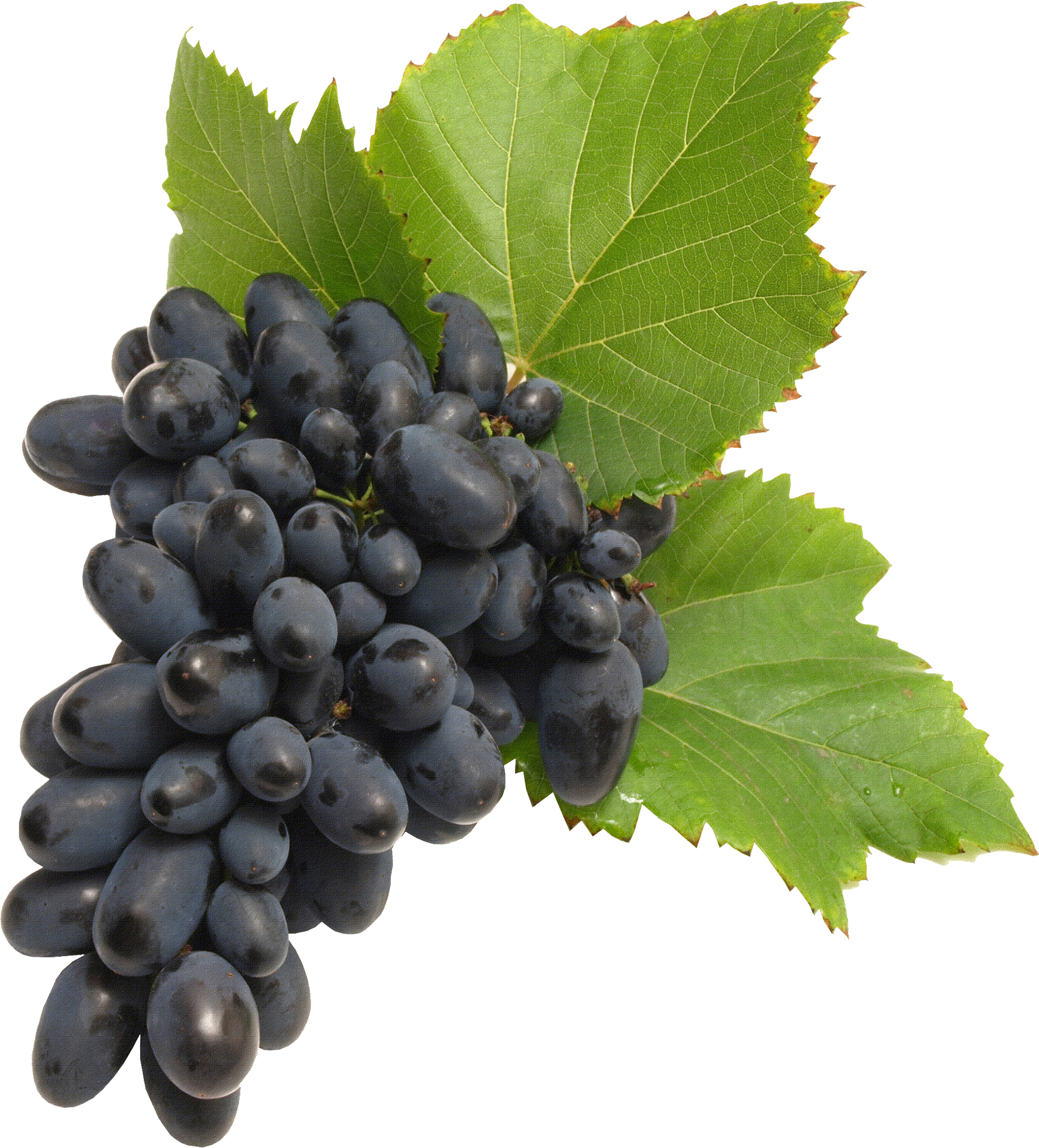 Black Grapes Long Bunch Transparent PNG Image