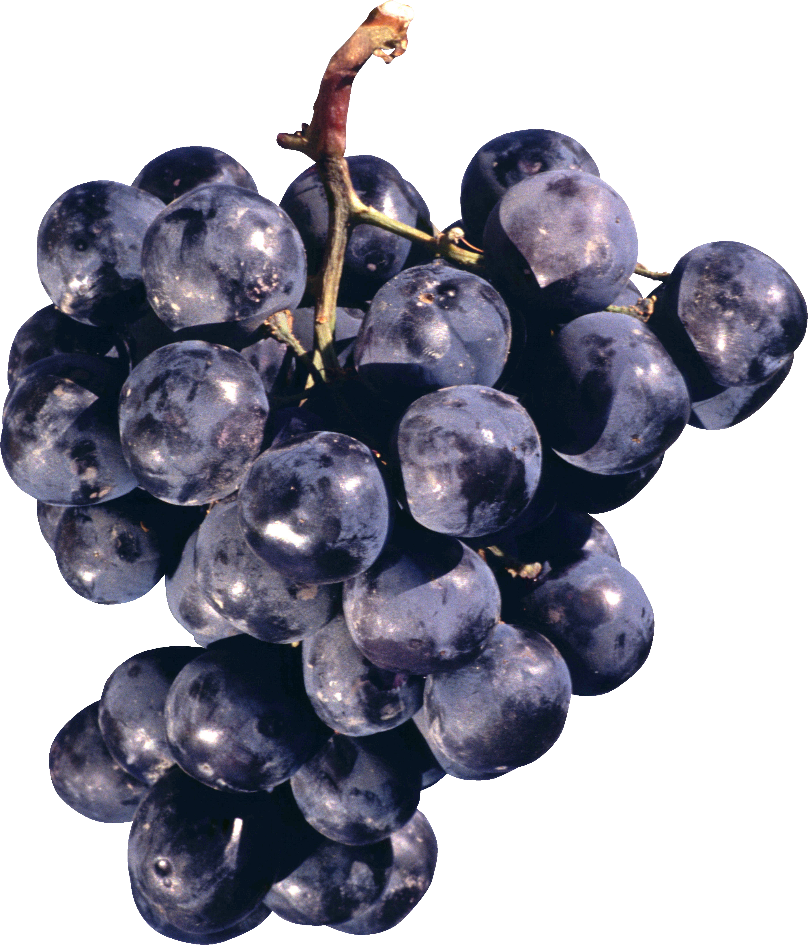 Black Organic Grapes Transparent PNG Image