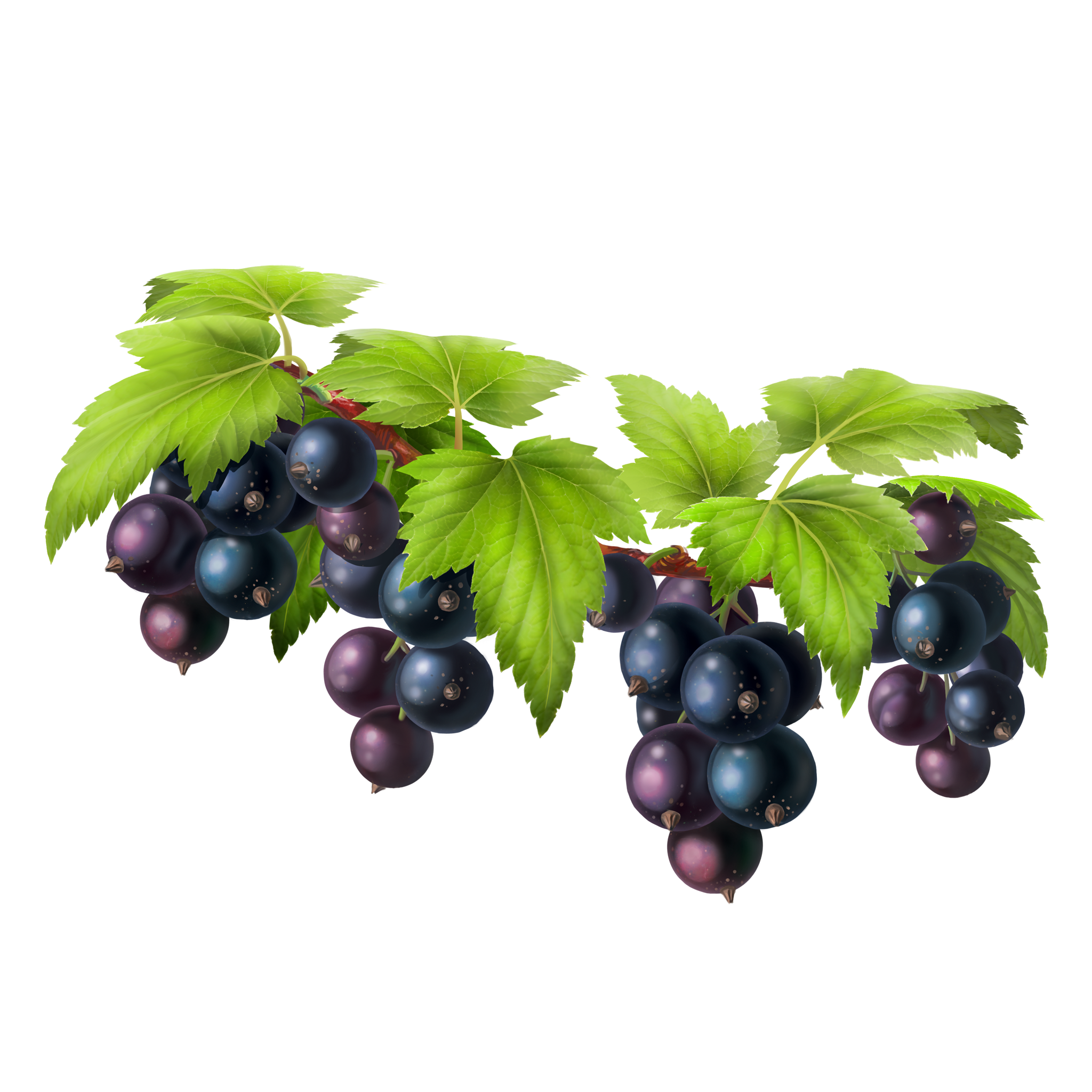 Vector Black Grapes Bunch Transparent PNG Image