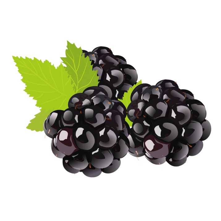 Vector Black Grapes Transparent PNG Image