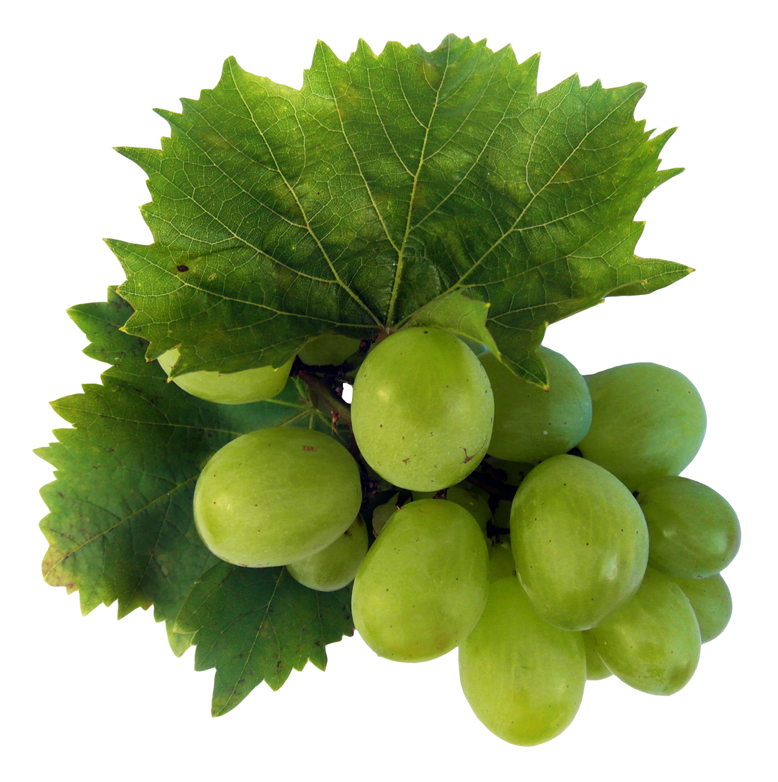 Fresh Green Grapes Transparent PNG Image