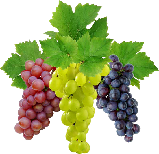 Grapes File Transparent PNG Image