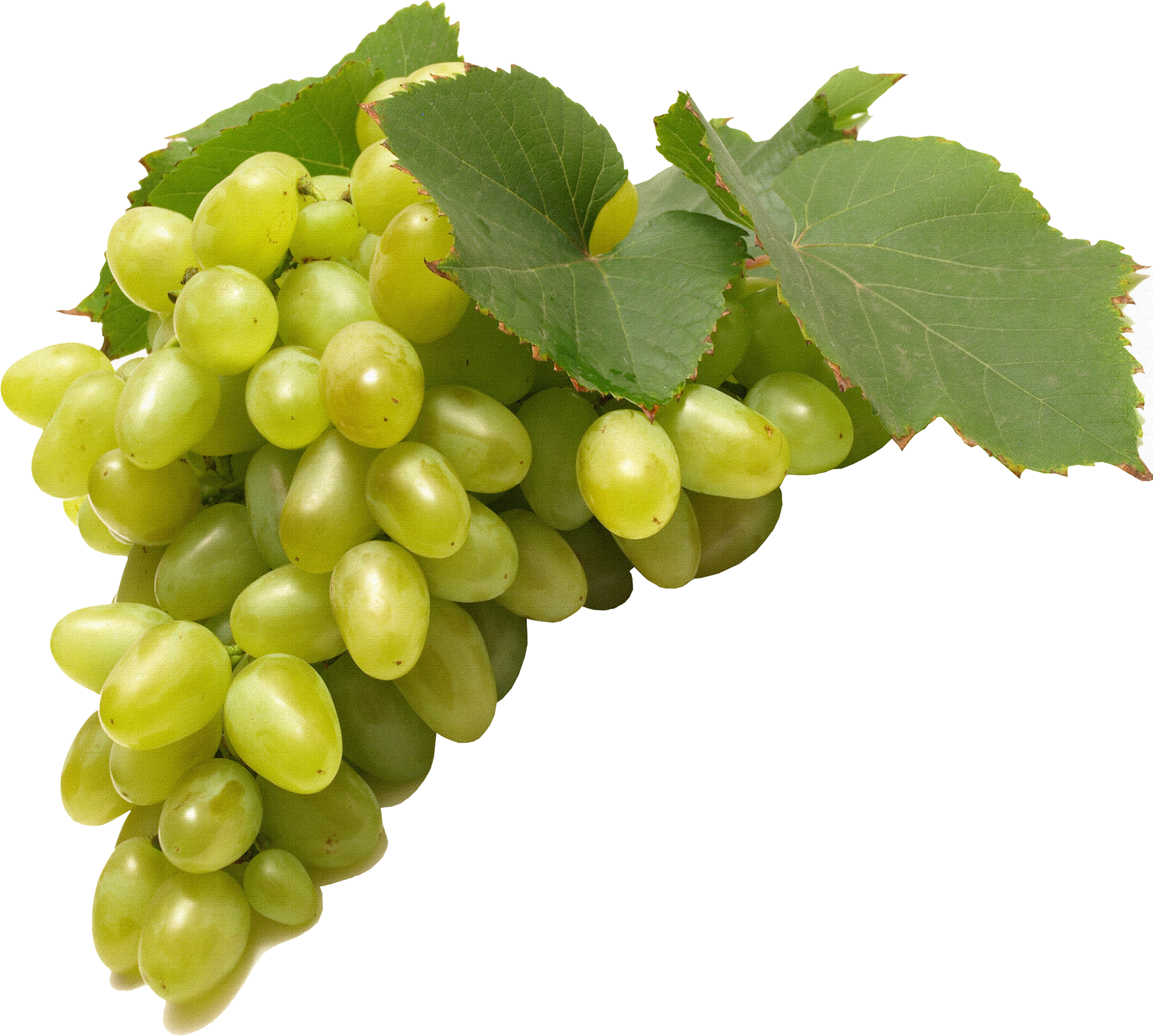 Green Juicy Grapes Transparent PNG Image