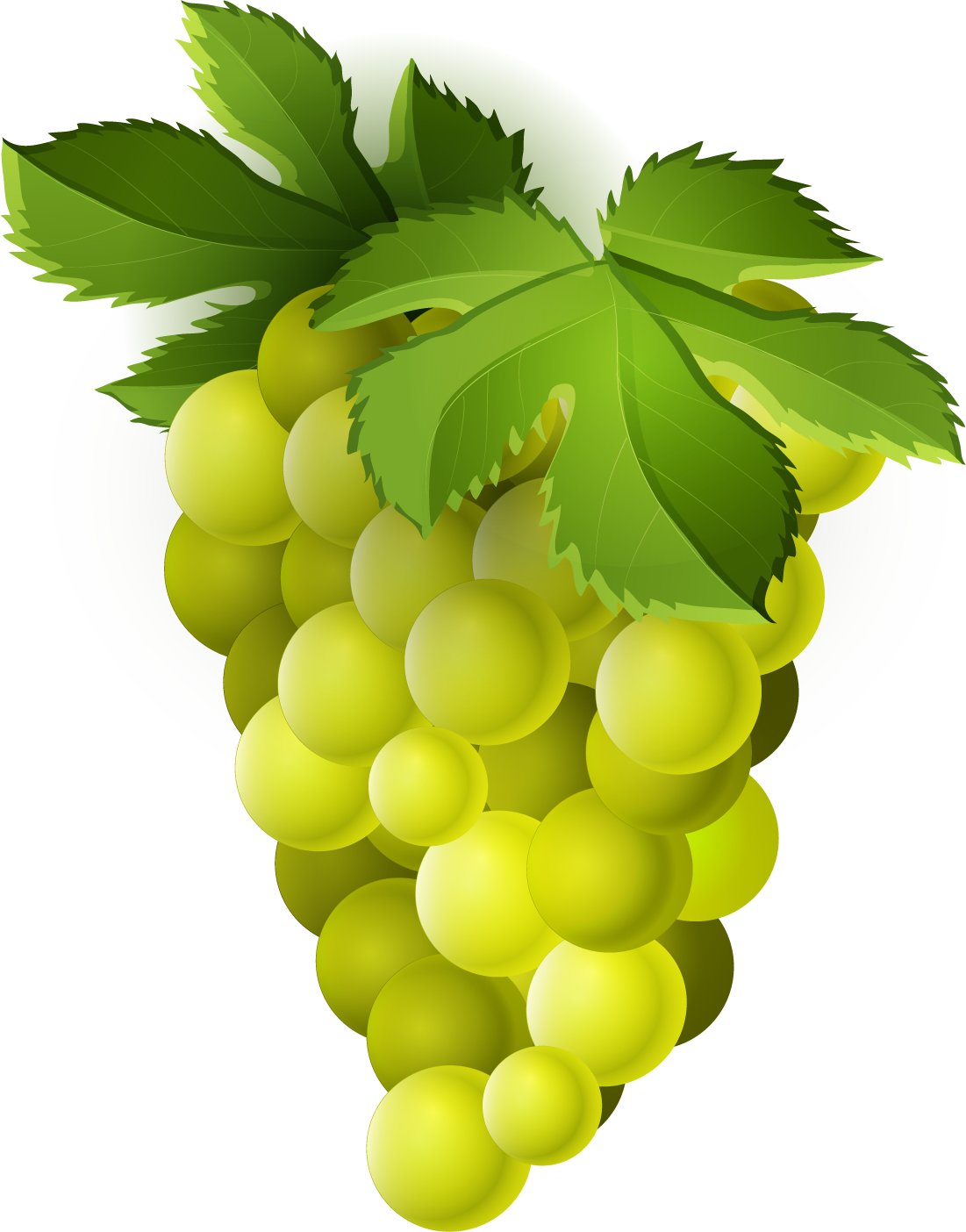 Green Organic Grapes Transparent PNG Image