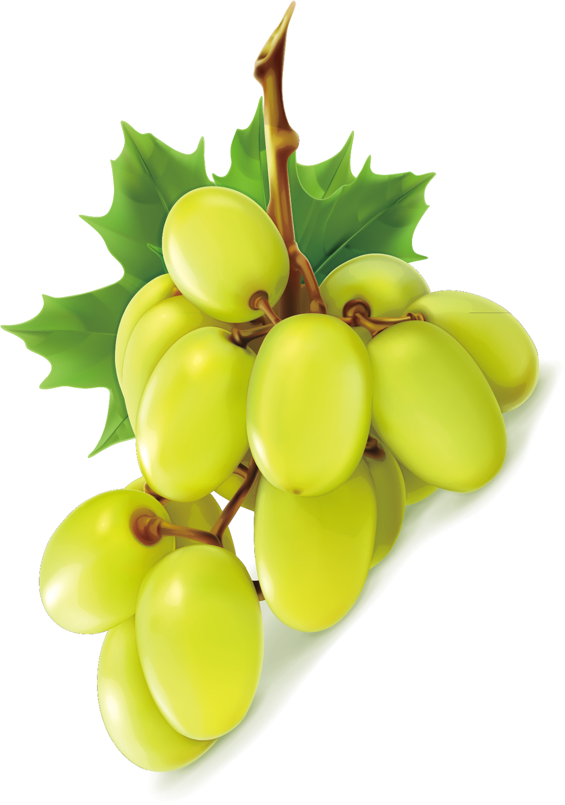 Vector Green Grapes Transparent PNG Image