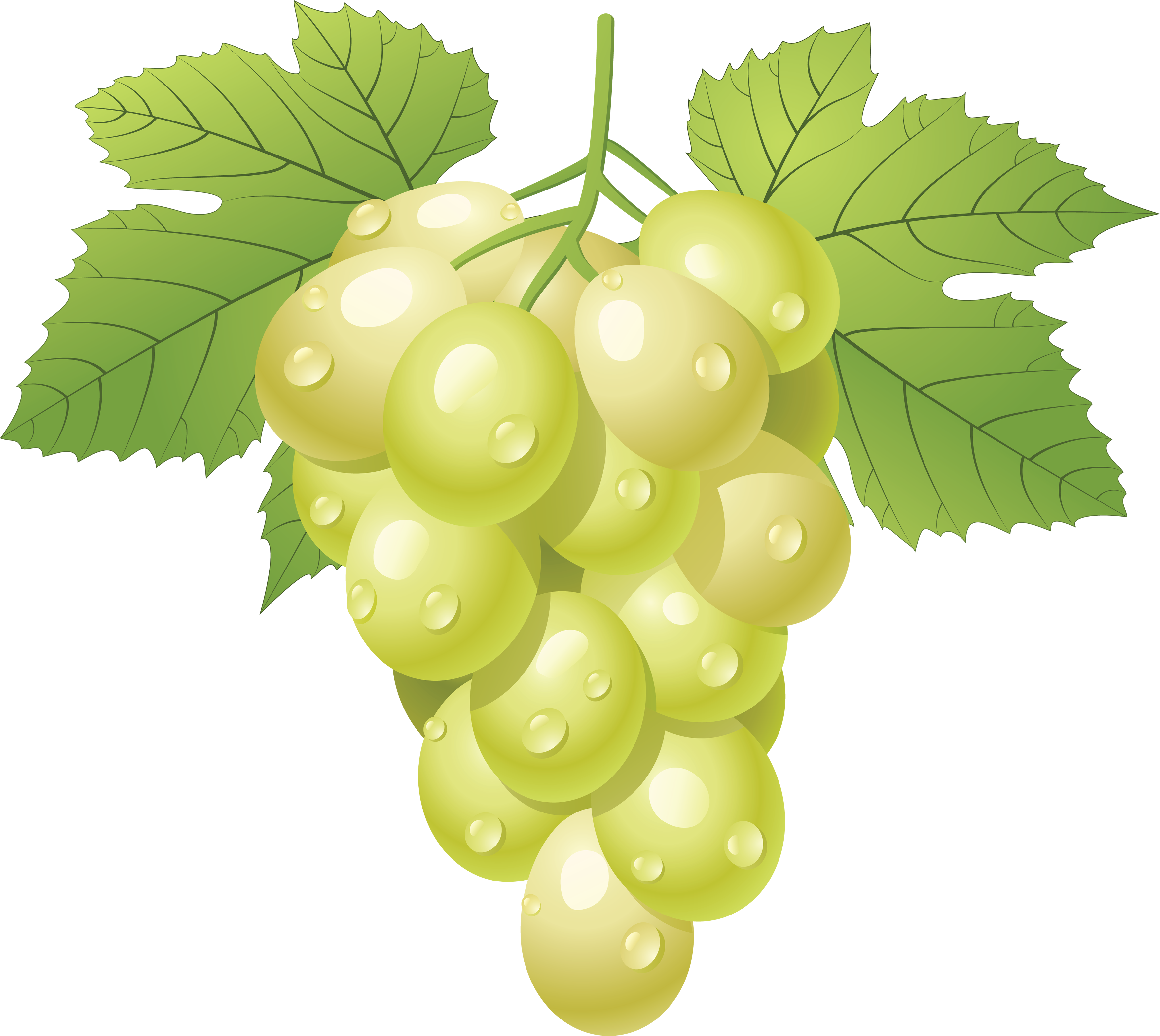 Vector Green Grapes Transparent PNG Image