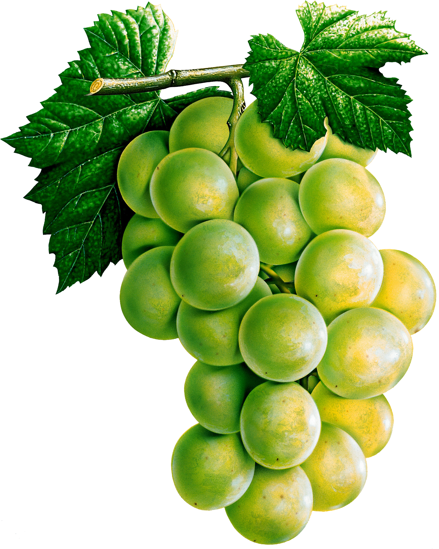 Vector Green Grapes Transparent PNG Image