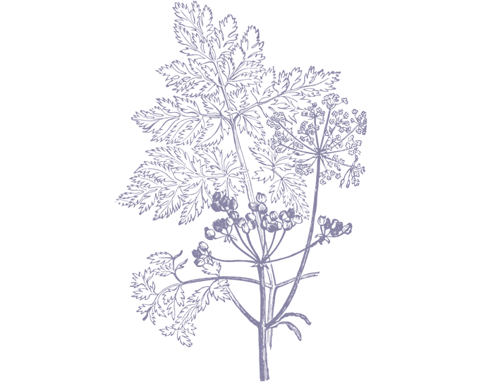 Illustrations Transparent PNG Image
