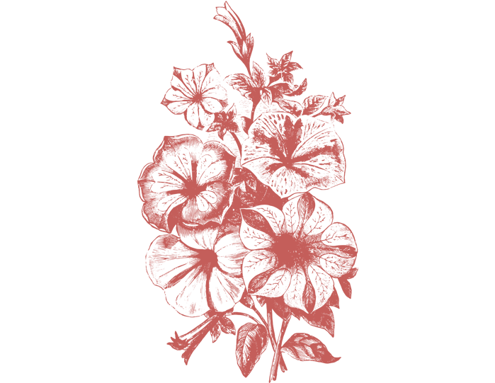 Illustrations Transparent PNG Image