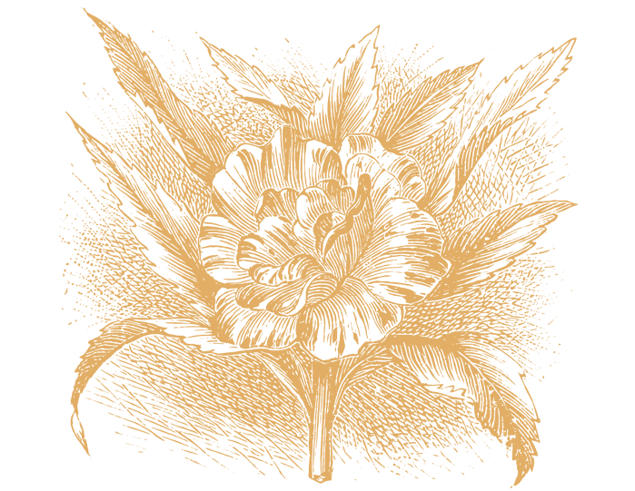 Illustrations Transparent PNG Image