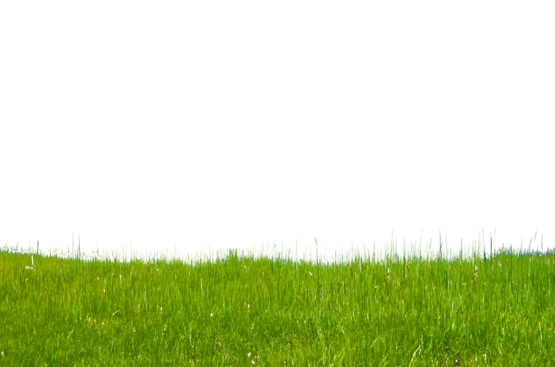 Grass Transparent PNG Image