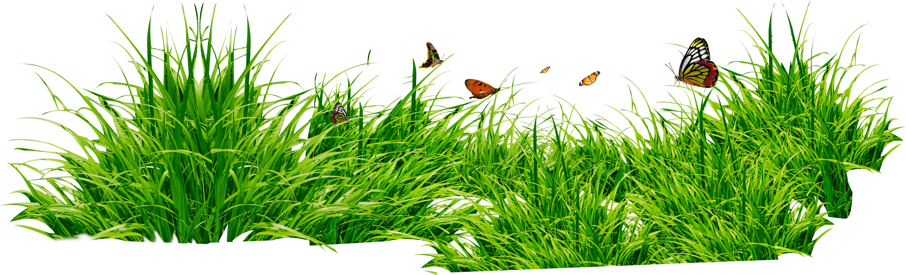 Grass Green Grass Transparent PNG Image