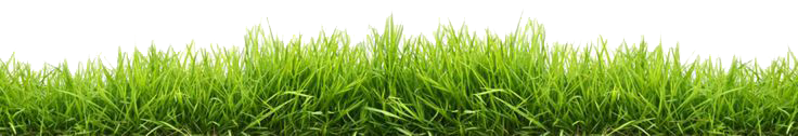 Grass Transparent PNG Image