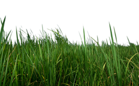 Grass Transparent PNG Image