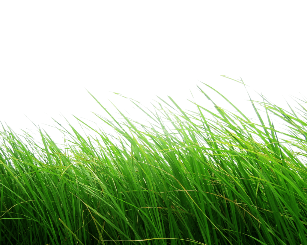 Grass Green Grass Transparent PNG Image