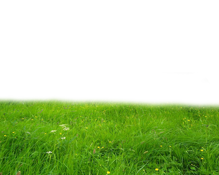 Grass High-Quality Transparent PNG Image