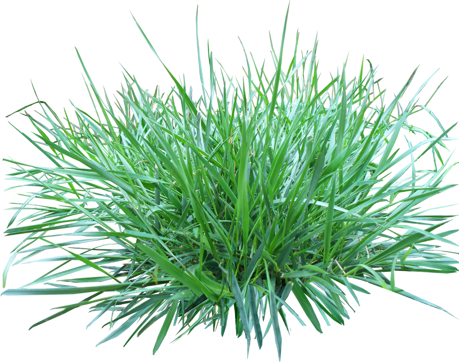 Grass Green Transparent PNG Image