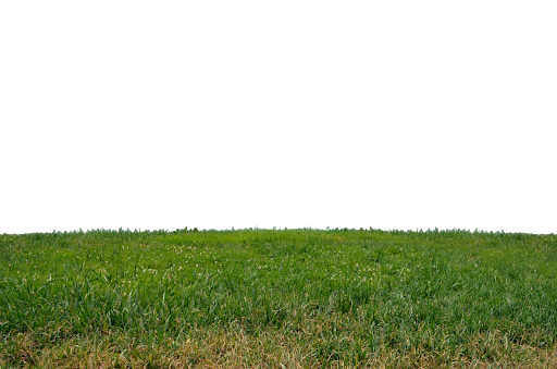 Field Grass Green Transparent PNG Image