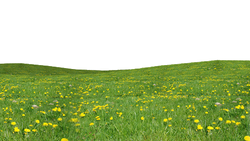 Field Grass Green Transparent PNG Image