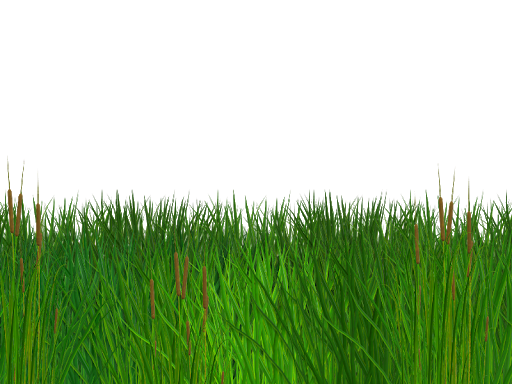 Field Grass Green Transparent PNG Image