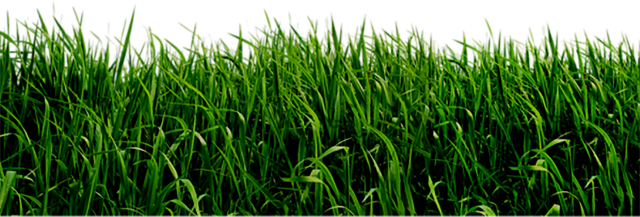 Field Grass Green Landscape Transparent PNG Image