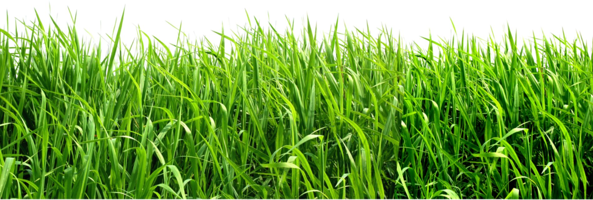 Field Grass Green Landscape Transparent PNG Image