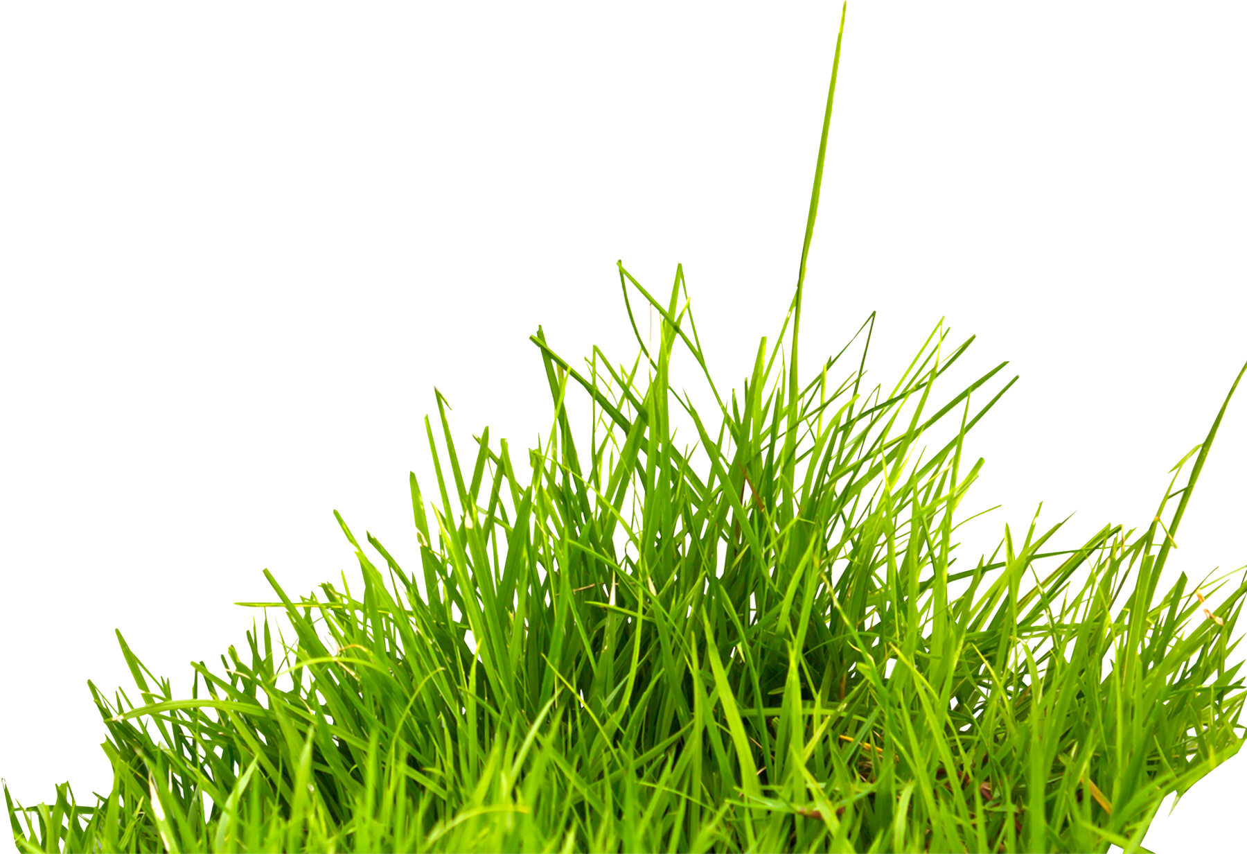 Grass Transparent PNG Image