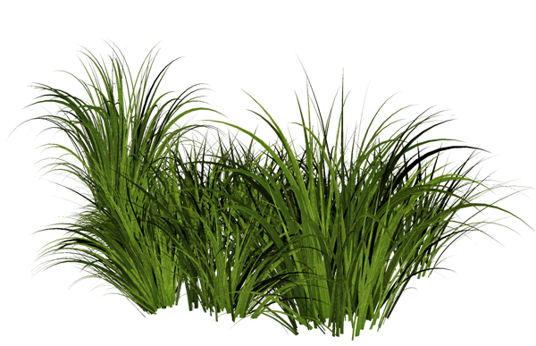 Grass Transparent PNG Image