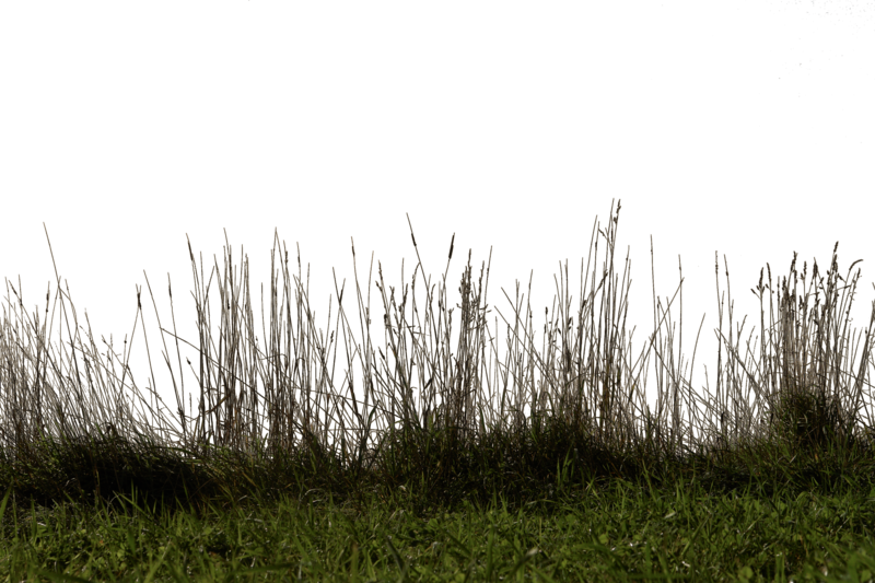 Grass Transparent PNG Image