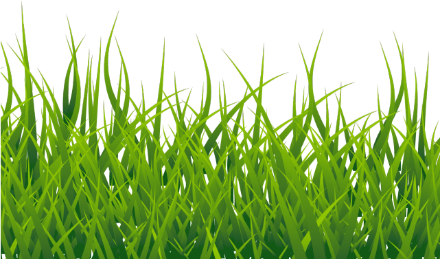 Vector Grass Transparent PNG Image