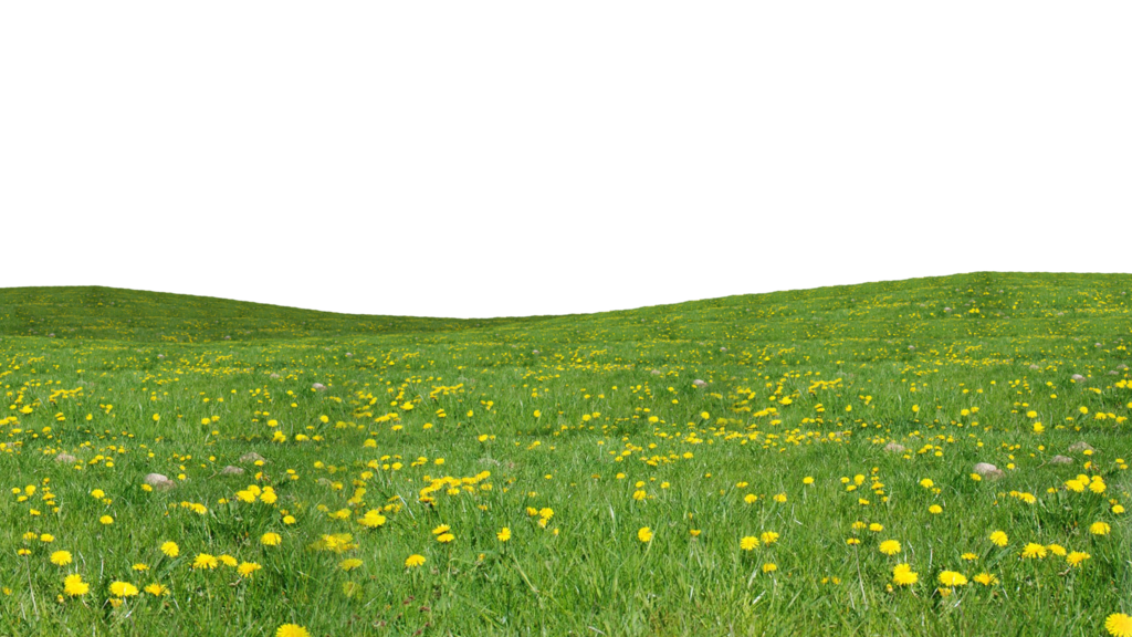Grass Green Transparent PNG Image