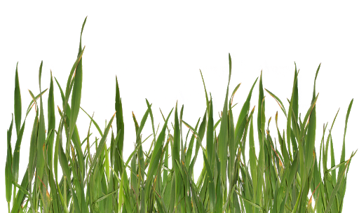 Grass Natural Transparent PNG Image