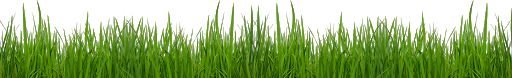 Grass Natural File Transparent PNG Image