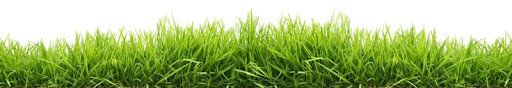Grass Natural Transparent PNG Image