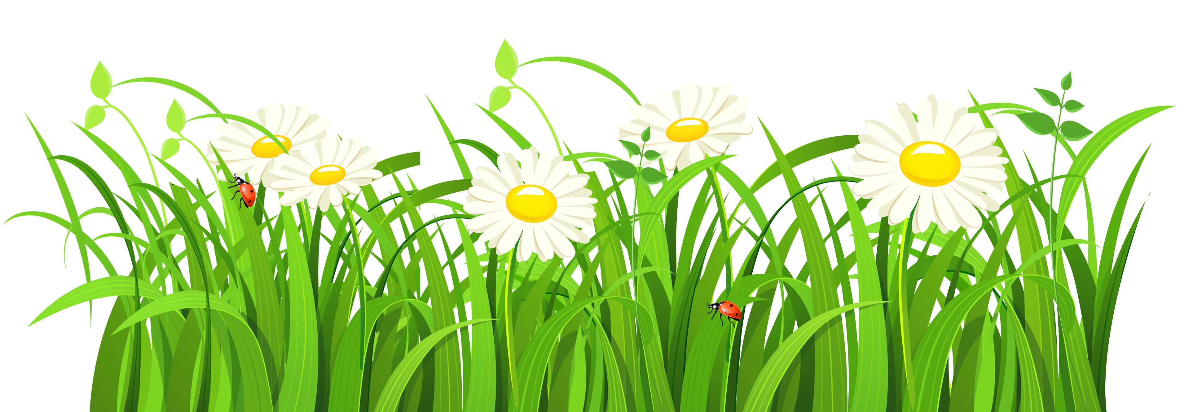 Vector Grass Natural Transparent PNG Image
