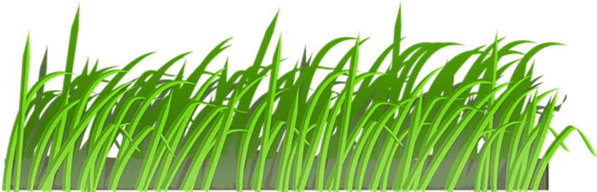 Vector Grass Natural Transparent PNG Image