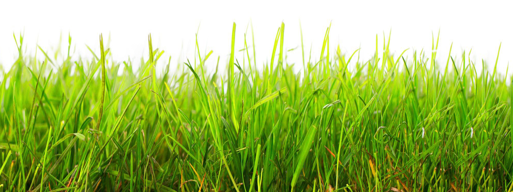 Vector Grass Natural Transparent PNG Image