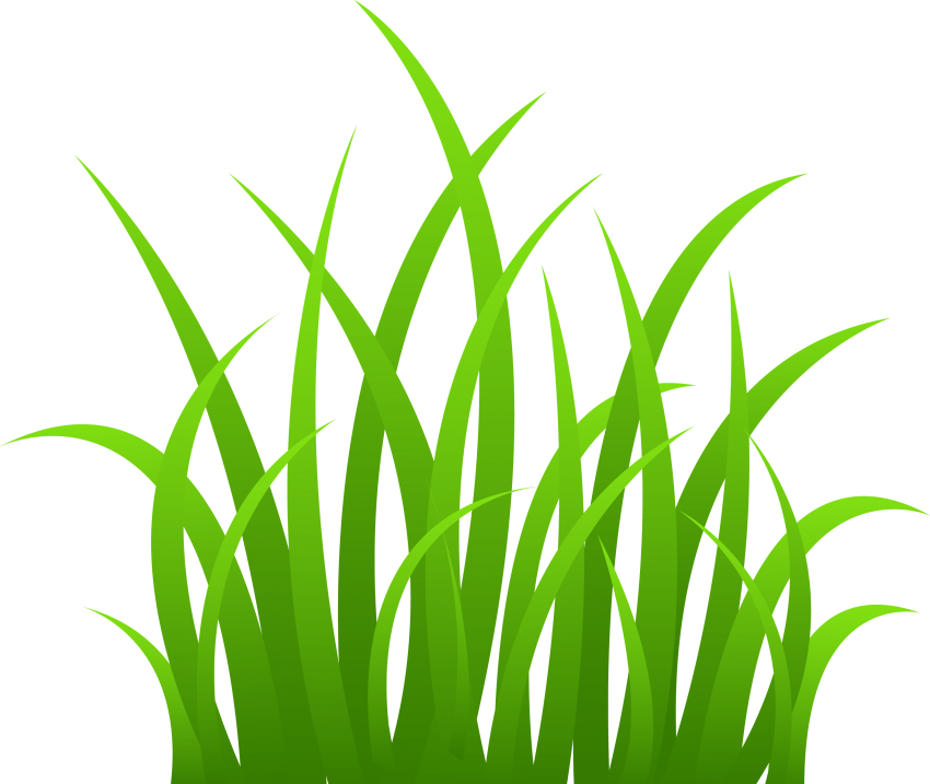 Vector Grass Natural Transparent PNG Image